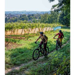 Mountainbike-Paradies Pfälzerwald - Delius Klasing
